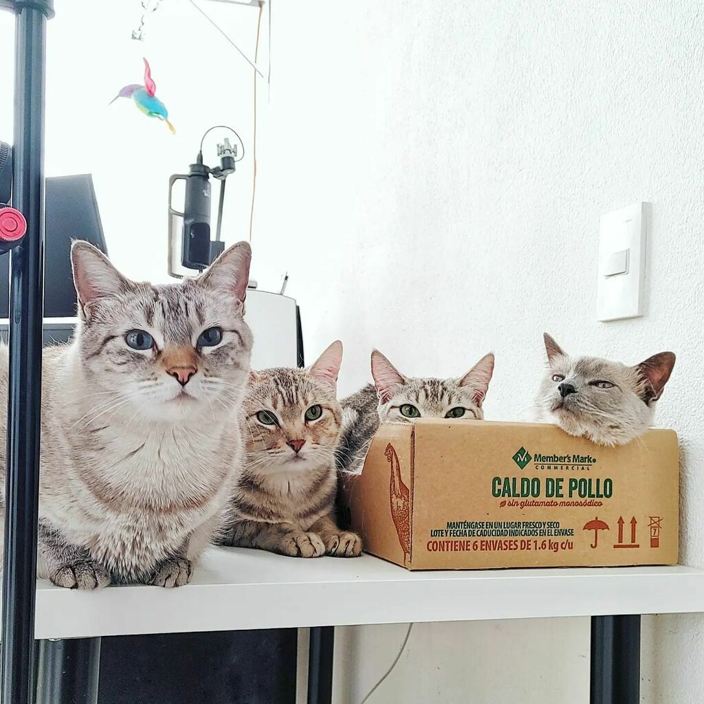 pasionmovil's tweet photo. Y como ya teníamos tiempo sin publicar una foto de #PingoPDA y su familia, aquí va, con Isa, Pingo, Pinguina e Isis, de izquierda a derecha, acompañándome en una de las filmaciones recientes

Foto hecha con #lgvelvet de @lgmobilemx
hace algunas semanas

… https://t.co/z47xu7yAUW https://t.co/TR3XlD7sM6