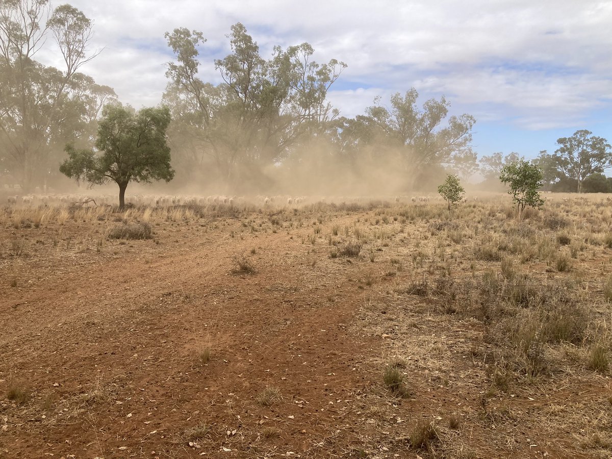 propfarmer's tweet photo. Start joining on Monday. Moving a few ewes in to get them sorted up. A bit of rain wouldn’t hurt. #dusty #merino #highfertility https://t.co/td5djFdxHJ