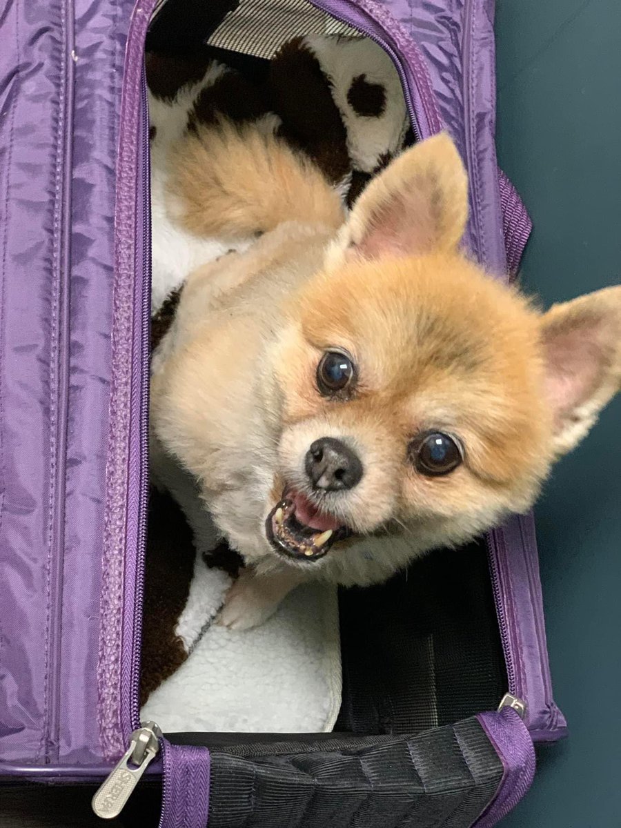 Pandapawsrescue's tweet photo. Pearl is scheduled for her dental on March 3rd! Then this snuggly silly girl will be ready for her forever home! Could that be you? #pandapawsrescue #AdoptDontShop #dogsofinstagram #dental #pomeranian https://t.co/zhr91XyG42
