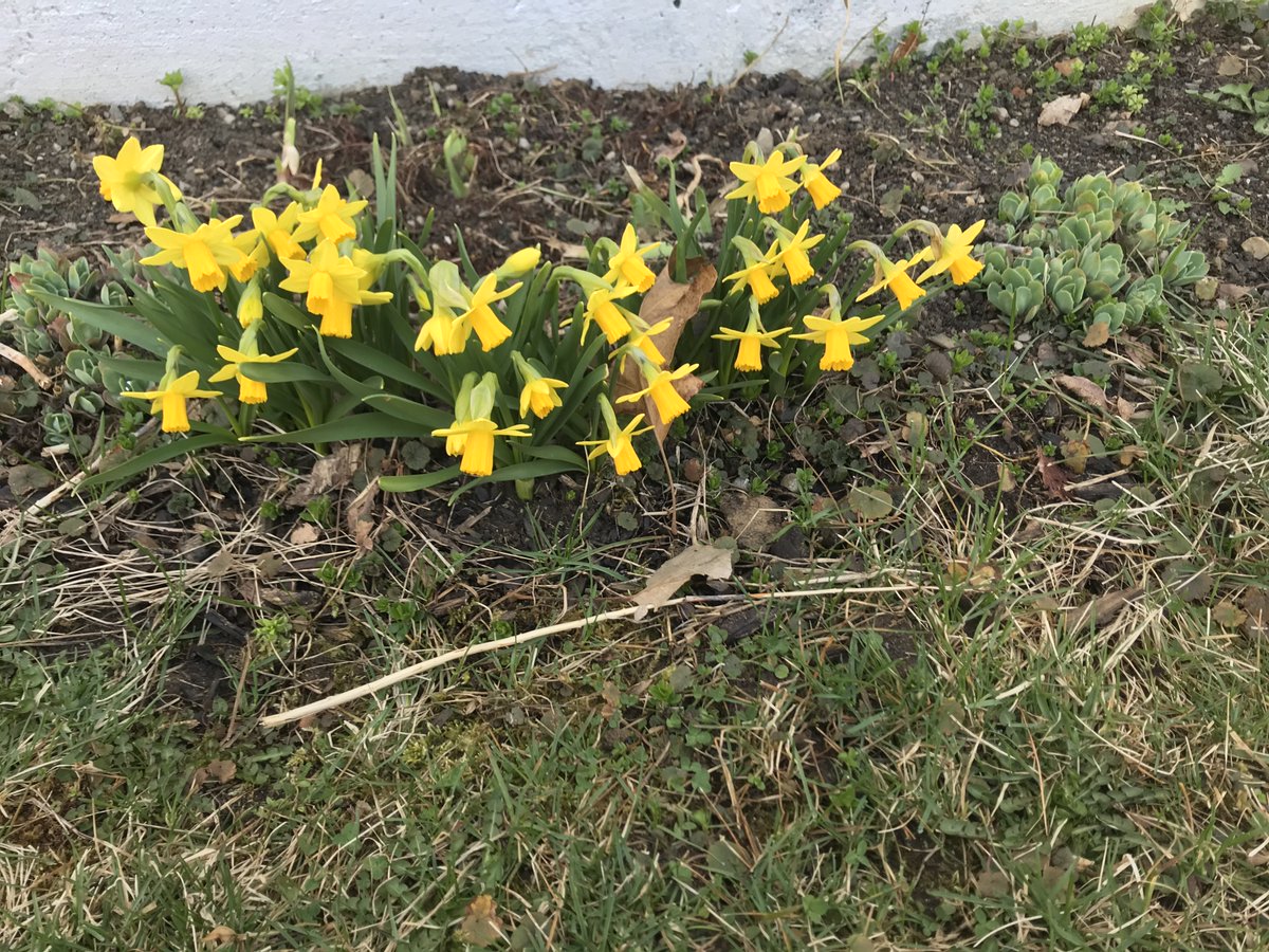 SageBackyard's tweet photo. Can't wait until these beauties are in bloom again! #flowersonfriday #SpringIsComing #HurryPlease https://t.co/AVcZ65Gp1p