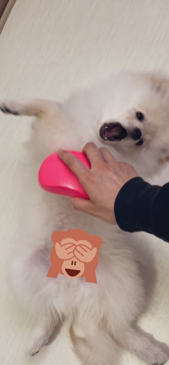 ブラッシングが大嫌いな犬さんに人間用のブラシを使ってみたらこの顔 これは堕ちた顔してますね 笑 Togetter