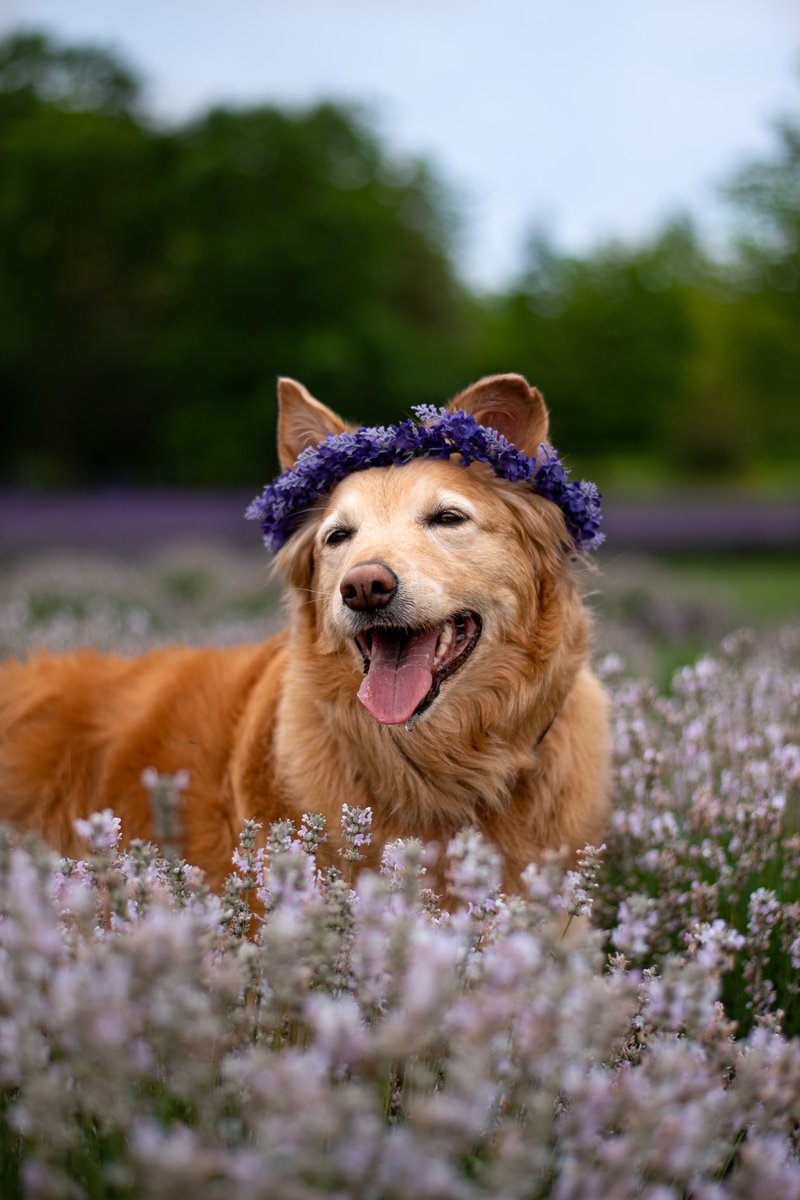 Don’t you just love that you can post anything that you want without worrying about messing up your feed? 
Lavender in February? YAS!
#twitterdogcommunity #dogsoftwitter #lavender
