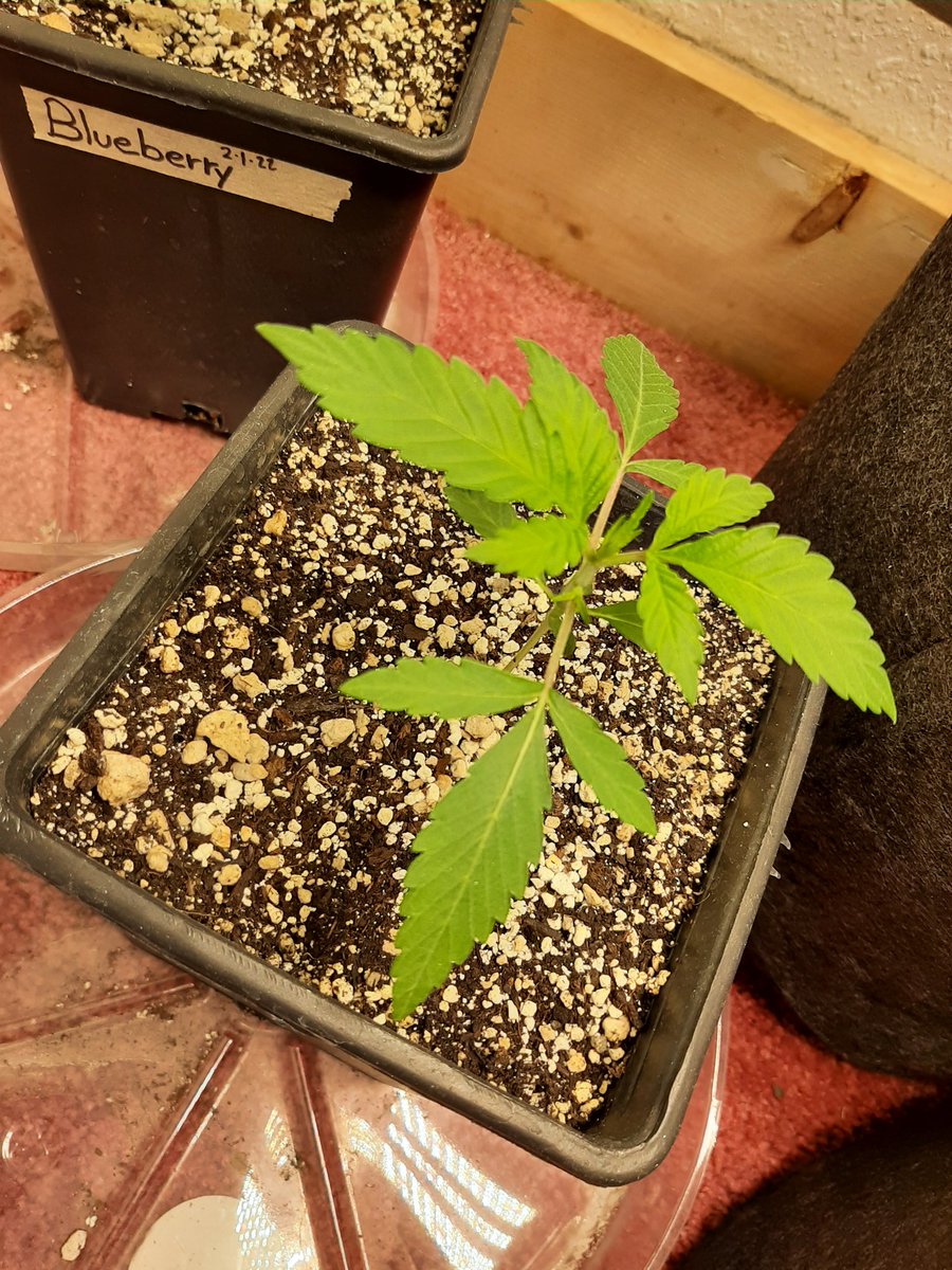 CaneCannabis710's tweet image. Got my Carmelita, Blueberry, Rosetta Stone XX, and Big Blue Cheese in veg at 4 weeks old 🌱😎

#PuffsPeaceLove #ItsMedicine #Mmemberville #CannabisCommunity #StonerFam #CannabisPatient #GrowYourOwn #Growmies #CaneCannabis