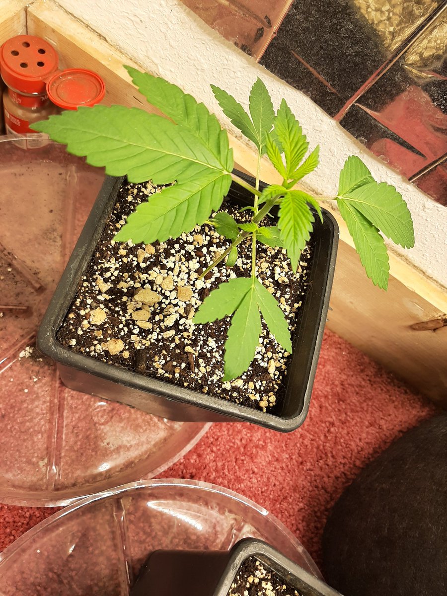 CaneCannabis710's tweet image. Got my Carmelita, Blueberry, Rosetta Stone XX, and Big Blue Cheese in veg at 4 weeks old 🌱😎

#PuffsPeaceLove #ItsMedicine #Mmemberville #CannabisCommunity #StonerFam #CannabisPatient #GrowYourOwn #Growmies #CaneCannabis