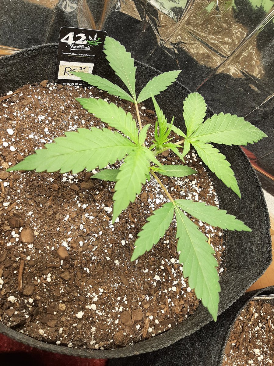 CaneCannabis710's tweet image. Got my Carmelita, Blueberry, Rosetta Stone XX, and Big Blue Cheese in veg at 4 weeks old 🌱😎

#PuffsPeaceLove #ItsMedicine #Mmemberville #CannabisCommunity #StonerFam #CannabisPatient #GrowYourOwn #Growmies #CaneCannabis