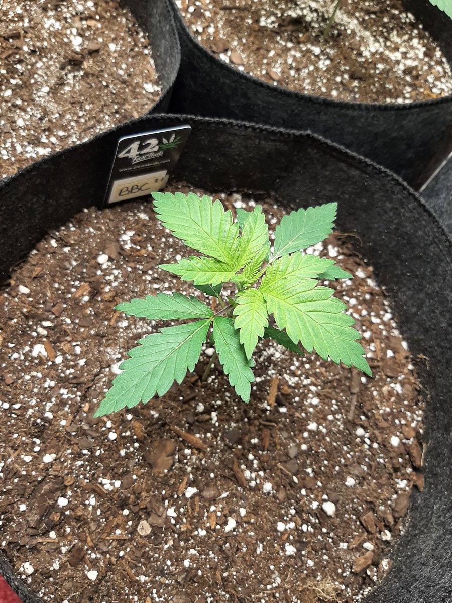 CaneCannabis710's tweet image. Got my Carmelita, Blueberry, Rosetta Stone XX, and Big Blue Cheese in veg at 4 weeks old 🌱😎

#PuffsPeaceLove #ItsMedicine #Mmemberville #CannabisCommunity #StonerFam #CannabisPatient #GrowYourOwn #Growmies #CaneCannabis