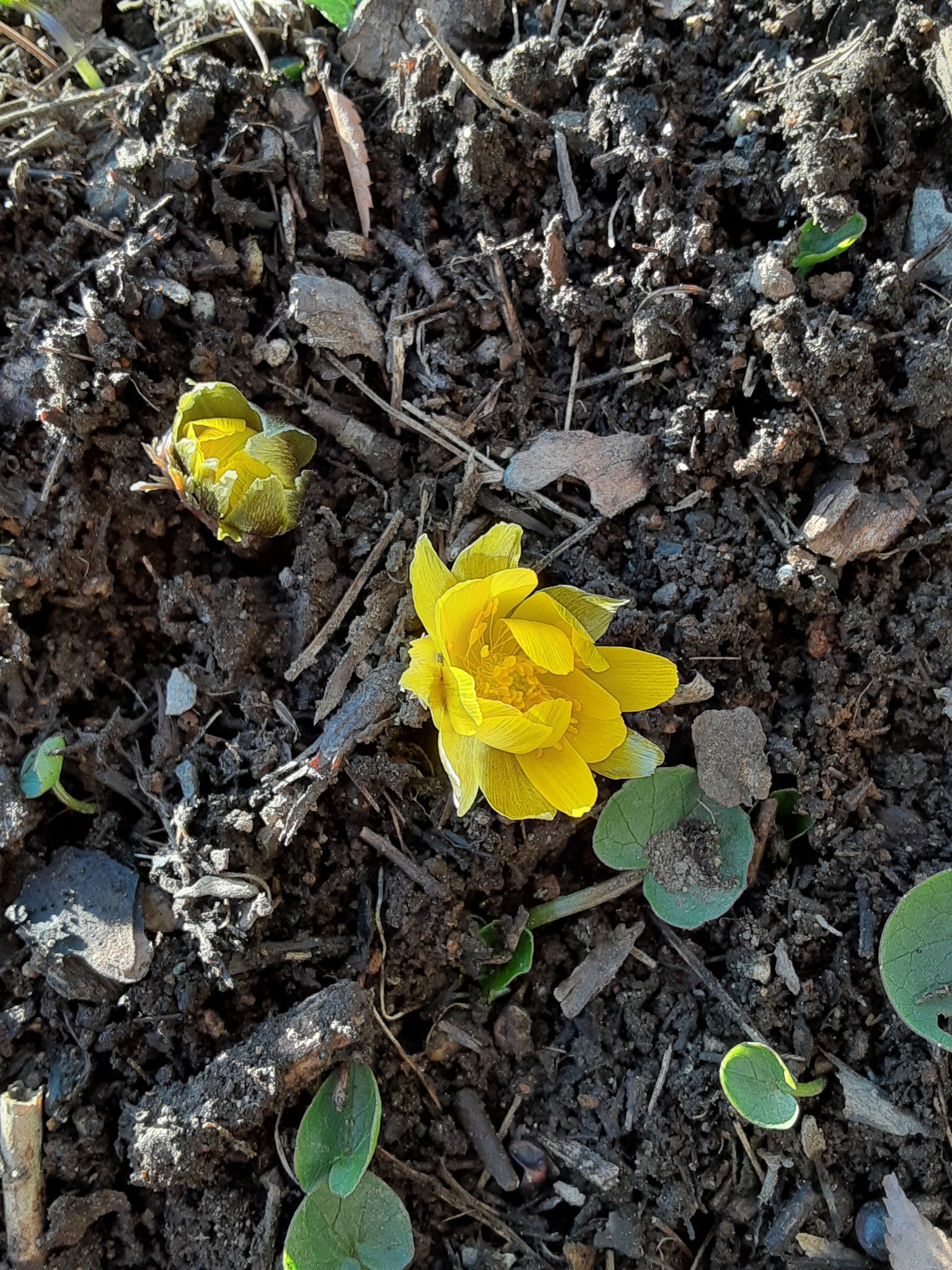 تويتر リュウキンカ البحث في تويتر