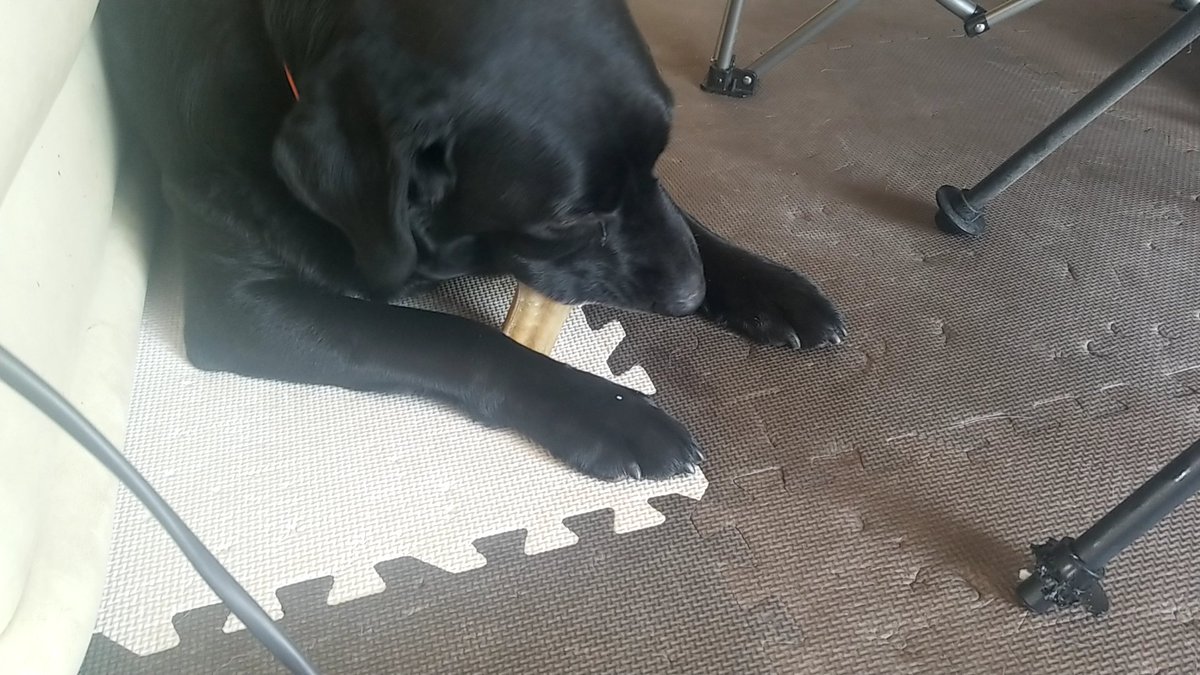 lulumomo391's tweet photo. 普段はカメラ嫌がるのにガム食べてる時は大人しいんだよなぁー
#ラブラドール 
#犬好きさんとつながりたい https://t.co/qeqnXyHIGo