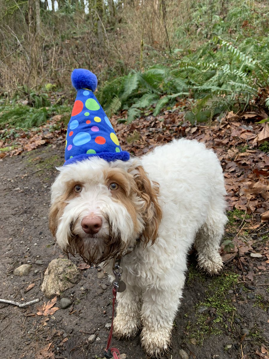ErrrnMichelle's tweet photo. @dannyoneil My sweet, recently turned 1 year old, Winifred https://t.co/jW3CdM9u8v