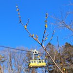 ツイートに含まれる画像