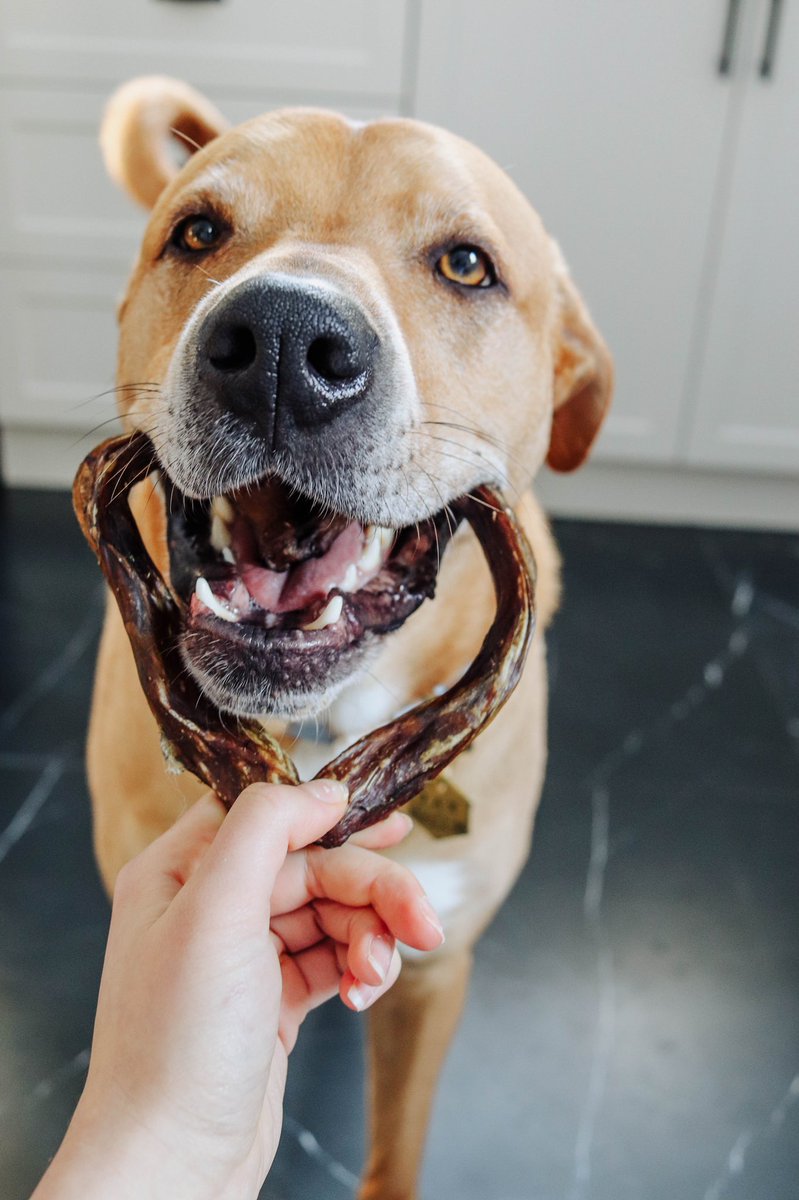 My smiling 4 year old puppy who chewing his favorite thing (in a uncropped photo) 🤭

#dogoftwitter #chew #bullystick #smile #dog #completepost <a href="/BullyBunches/">Bully Bunches</a>