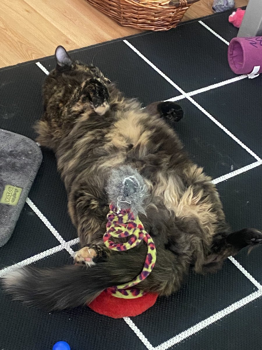 Happy #Caturday 😻 Play hard, pass out hard. Ain’t she adorable? #cutenessOVERLOAD #lazysaturday #CatsOfTwitter #cute