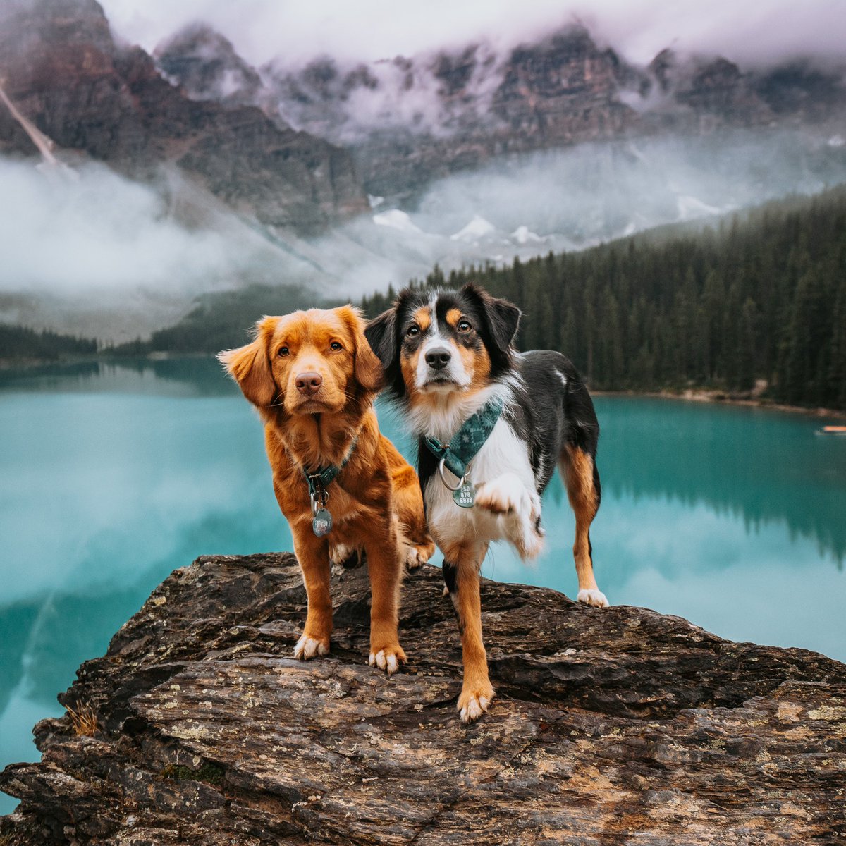 Tia, Juniper, and Tadpole 🙋🏼♀️🌿🐸 tweet media