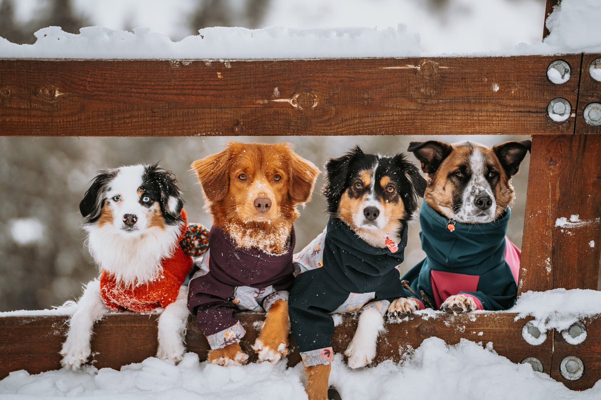 Tia, Juniper, and Tadpole 🙋🏼♀️🌿🐸 tweet media