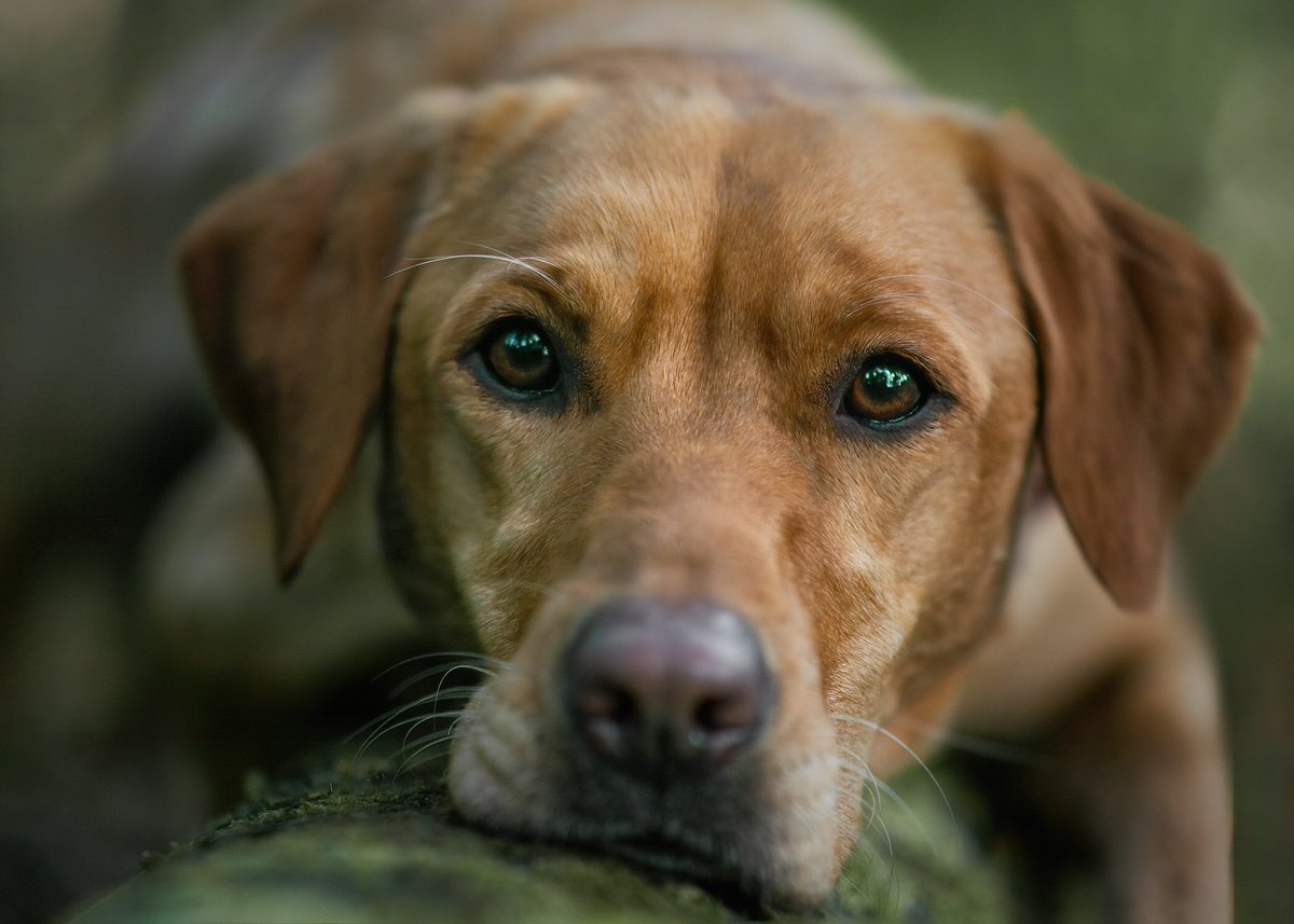very very new to twitter… apparently it’s better than instagram in regards to algorithm so i’m giving it a shot :))

meet chloe my four year old field line lab!