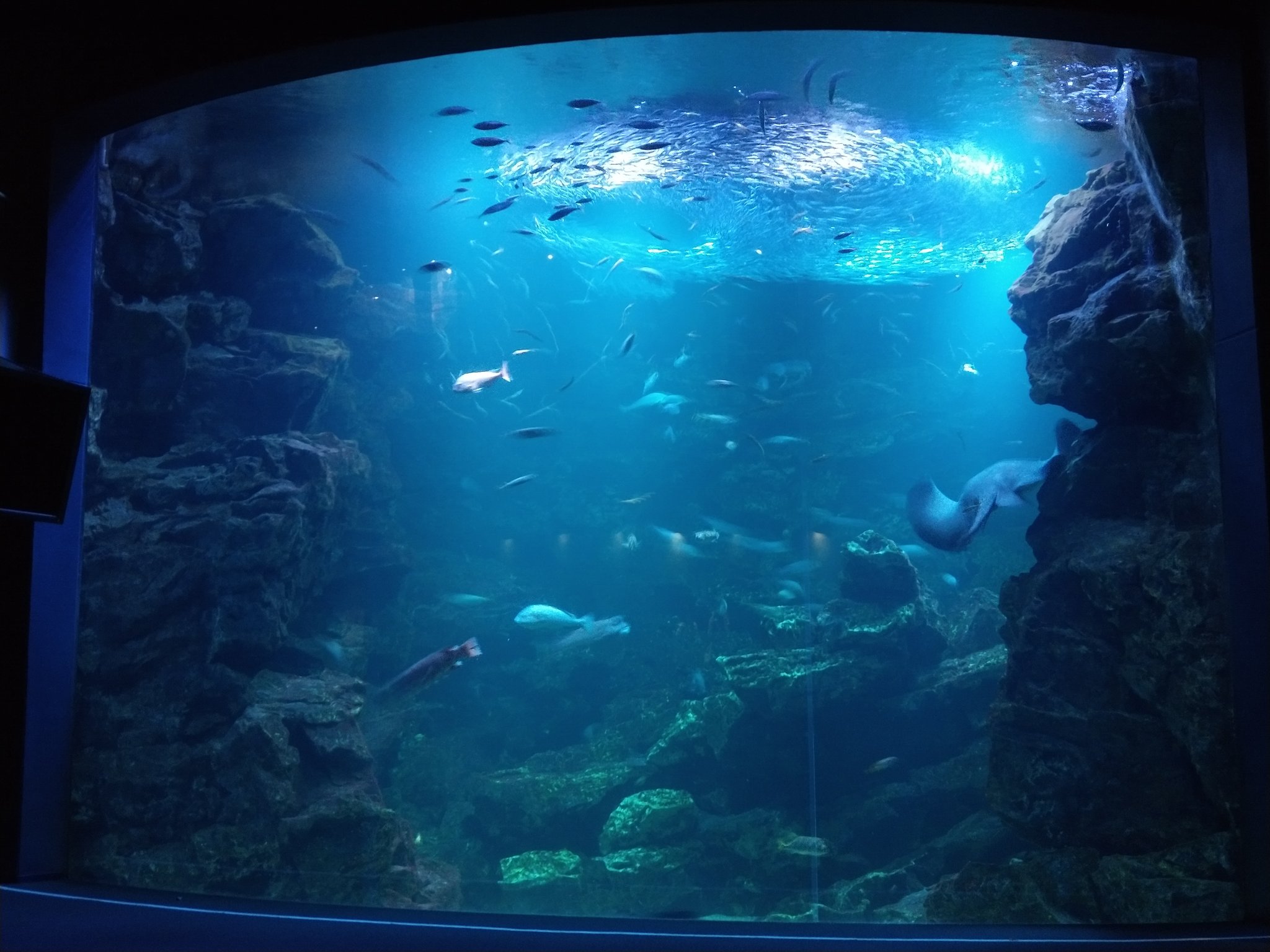 まさのを Masanoh 京都水族館の展示方法きれい 水槽の水もめっちゃ綺麗やしすごい クラゲのランプシェードは おしゃれで売ってたら欲しい T Co 4k3h0tndod Twitter