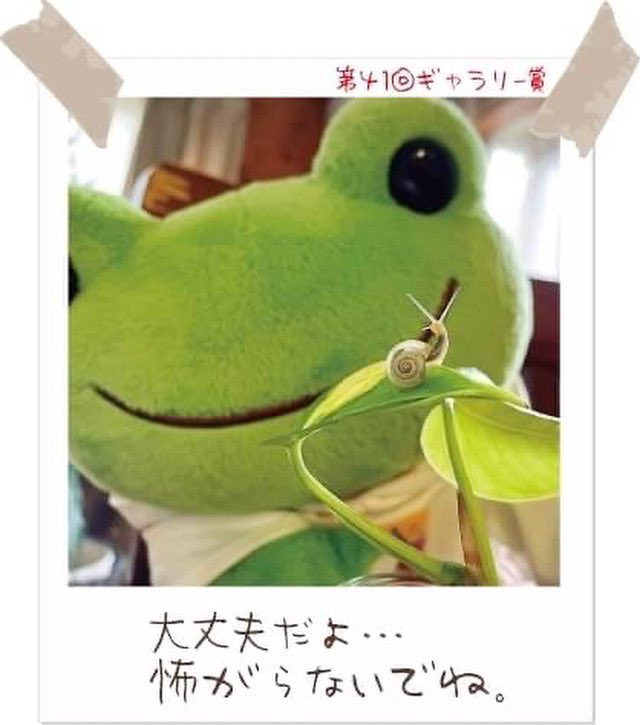 Pickles The Frog かえるのピクルス Picklesthefrog6 Twitter