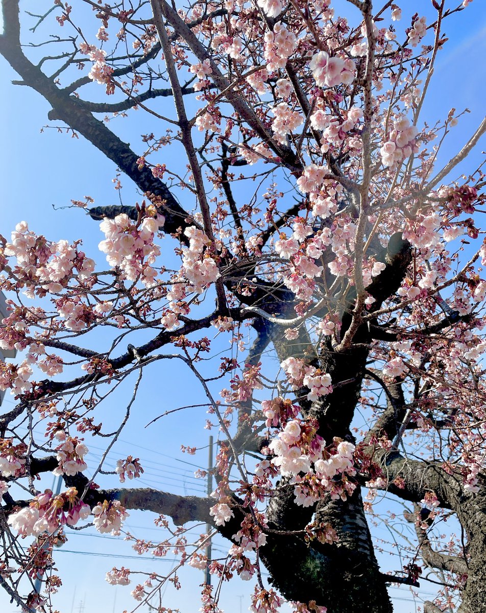 圭太 自分ツッコミくま ナガノのくまを愛する Keita Kumalove Twitter