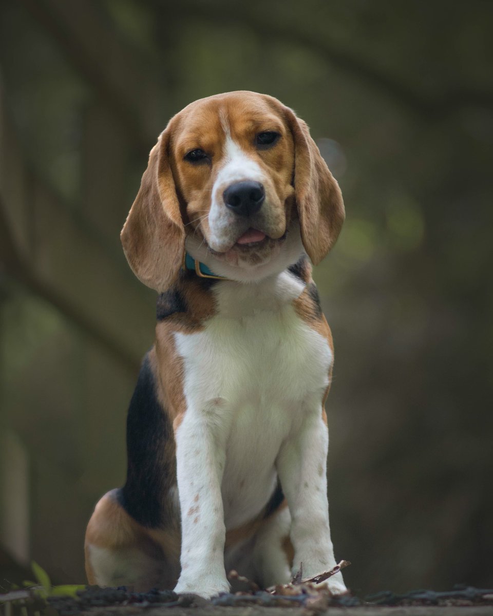 this is boston… he’s my parents puppy but i steal him a lot. he’s 10 months old and does obedience, scent work and breed showing + tricks for fun and hopefully agility eventually