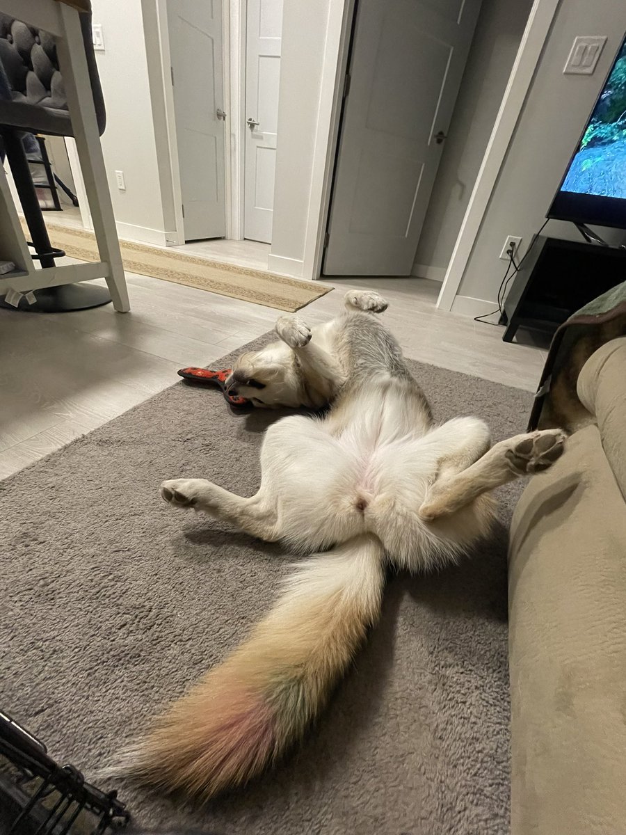 #twitterafterdark
#twitterdogcommunity