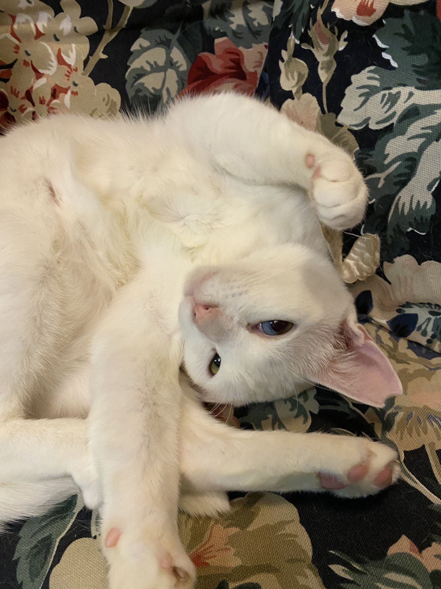 猫邸執事 ニャンットアイアチュ 綺麗なオッドアイが見えてます T Co Lz15lxansd Twitter