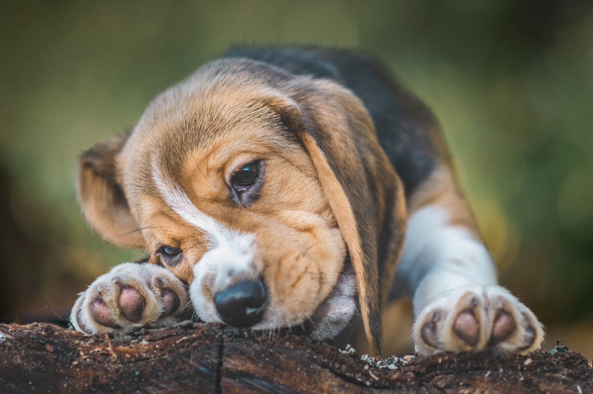 have absolutely no idea how often you’re supposed to post on twitter #dogsoftwitter #twitterdogcommunity