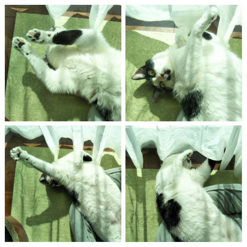 yupius's tweet photo. My cat is dancing in the spring sun.
Don't deprive us of our daily life.
#NoWar #PrayForPeace https://t.co/YCNlM3wRg0