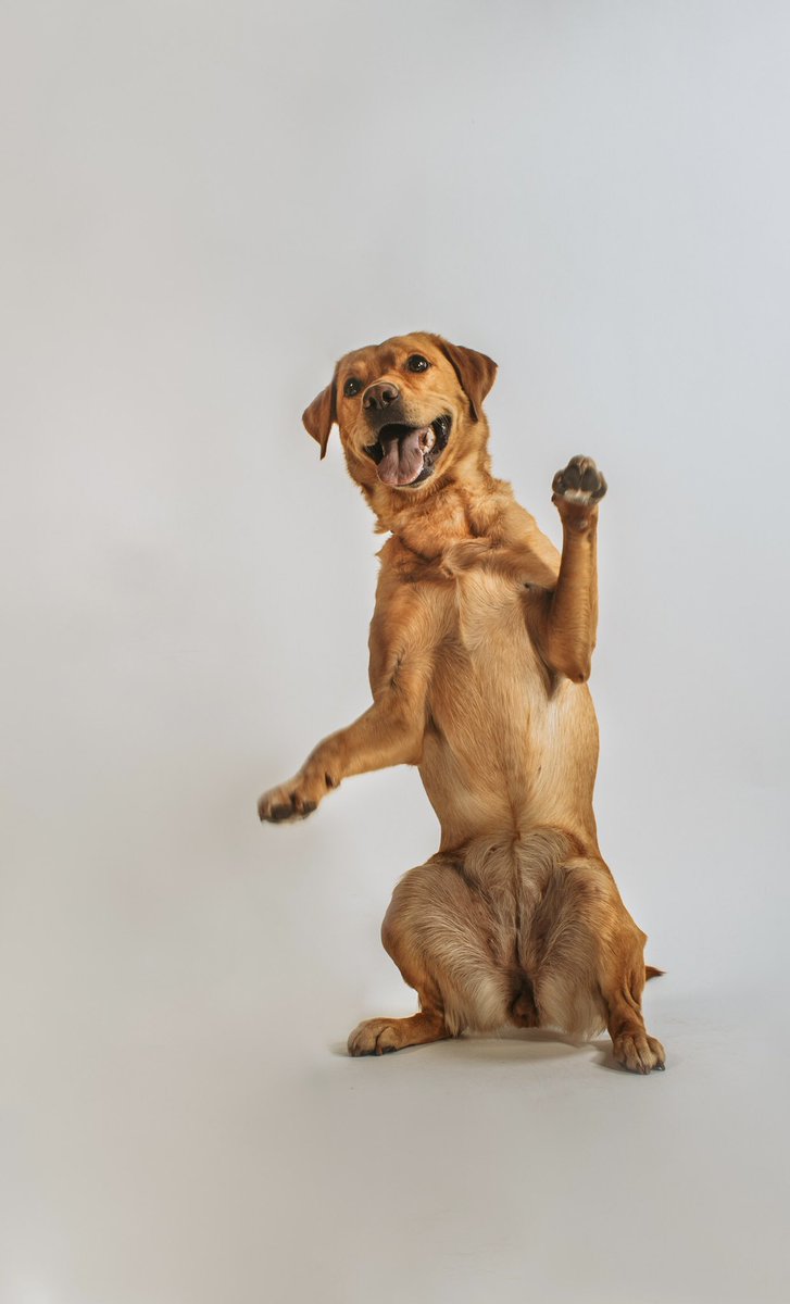 hey twitter 👋 #twitterdogcommunity #dogsoftwitter