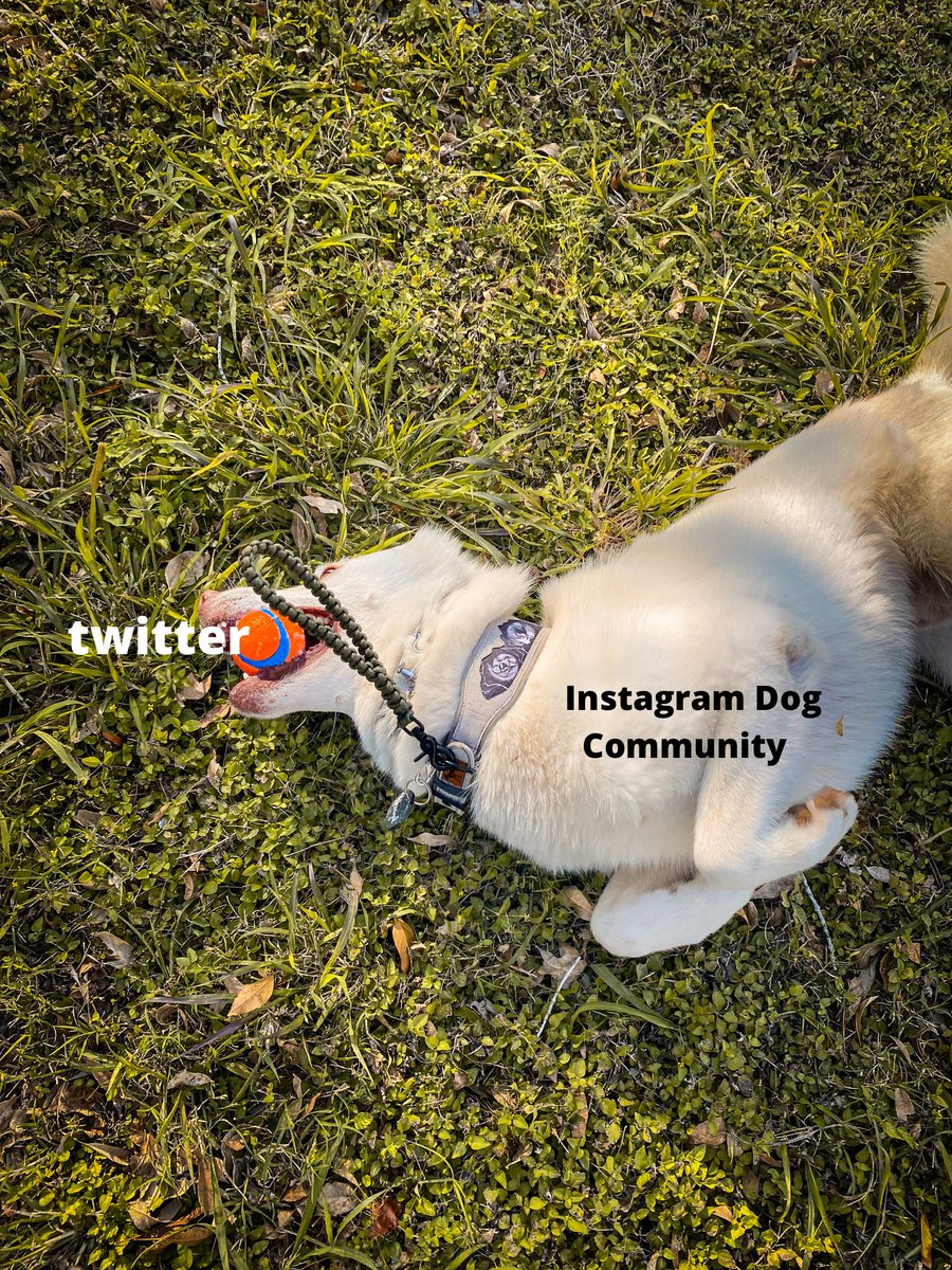 Fluffsontheroad tweet media