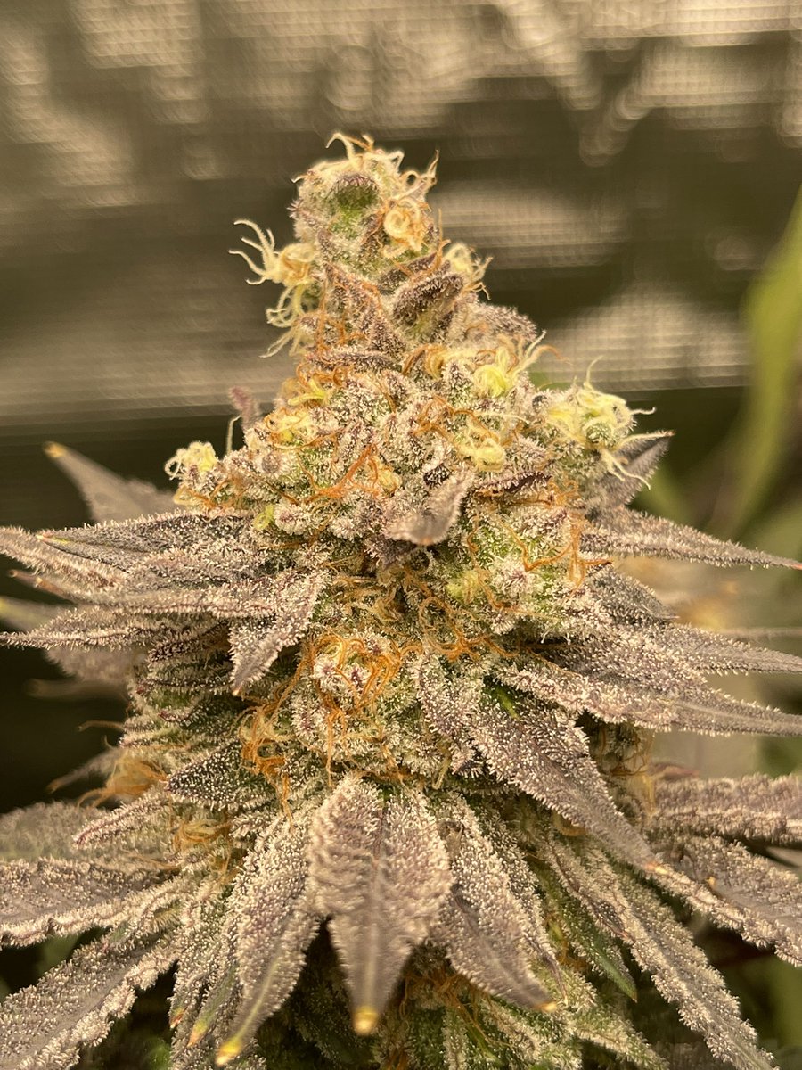 betweenmytweets's tweet photo. #Sunburn #CannabisCommunity #CannabisGrower https://t.co/TDPaPILXK0