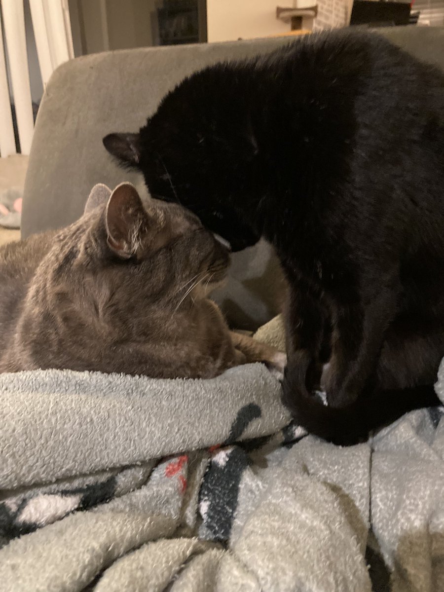 cyndal4's tweet photo. @OtherJaneAdams Snuggle kittens to bring you warm feelings. I’m so sorry you’re going through this 💙 https://t.co/CES0tkxdHl