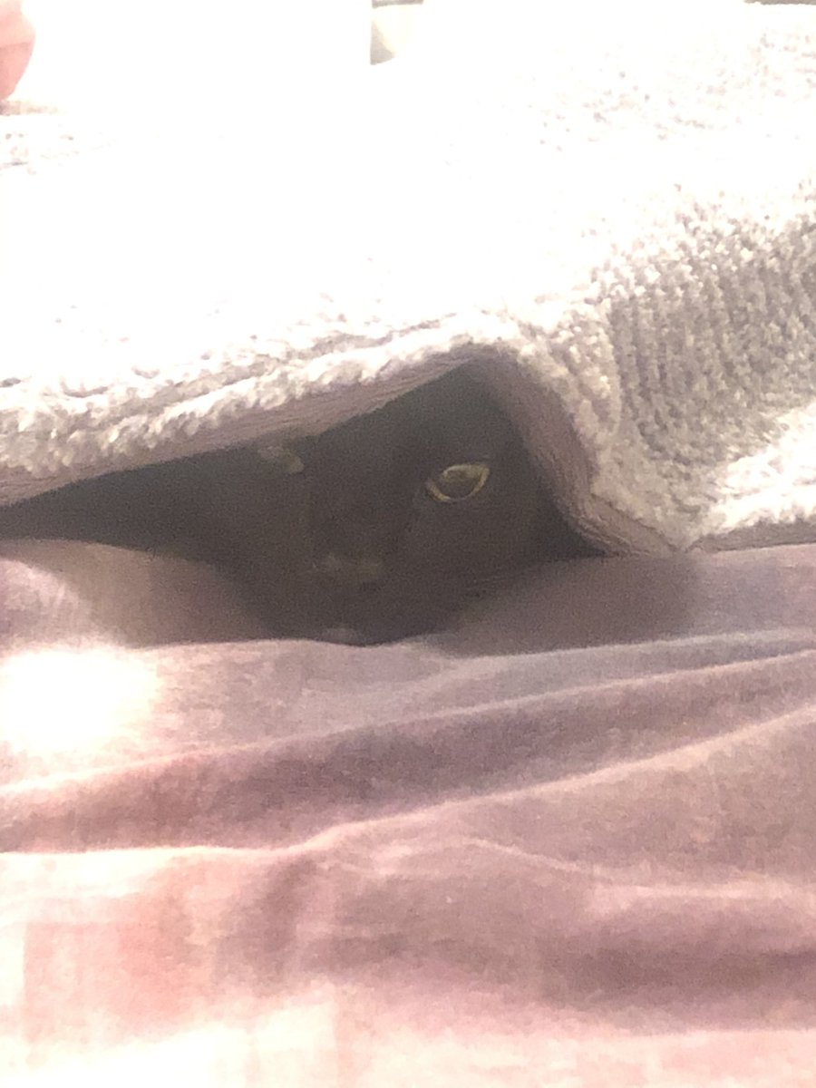 PhotoCole's tweet photo. I’ve unintentionally taken a photo of Jude during #kittytime twice already #P4A2022 @proj4awesome https://t.co/Jle4nYiREJ