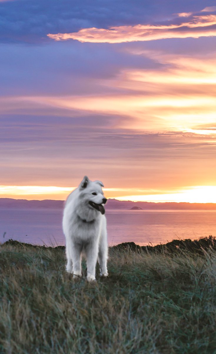 Soooo we decided to jump on the bandwagon and make a Twitter account. 

#twitterdogcommunity #samoyed #dogsoftwitter