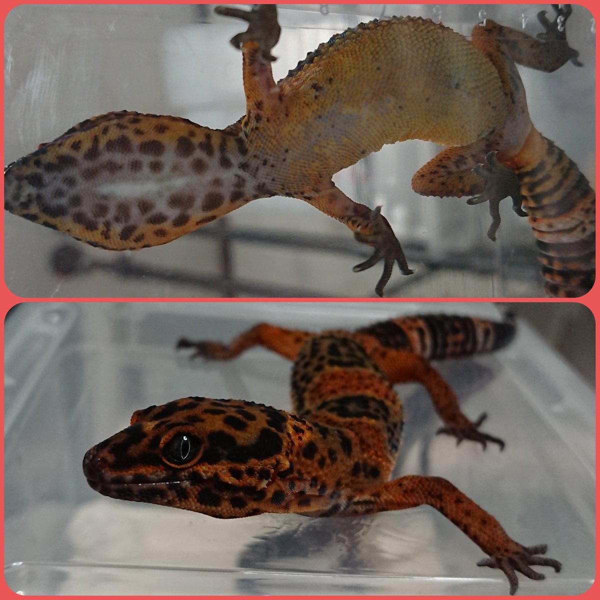 PataPata🦎🐍🐢 tweet media