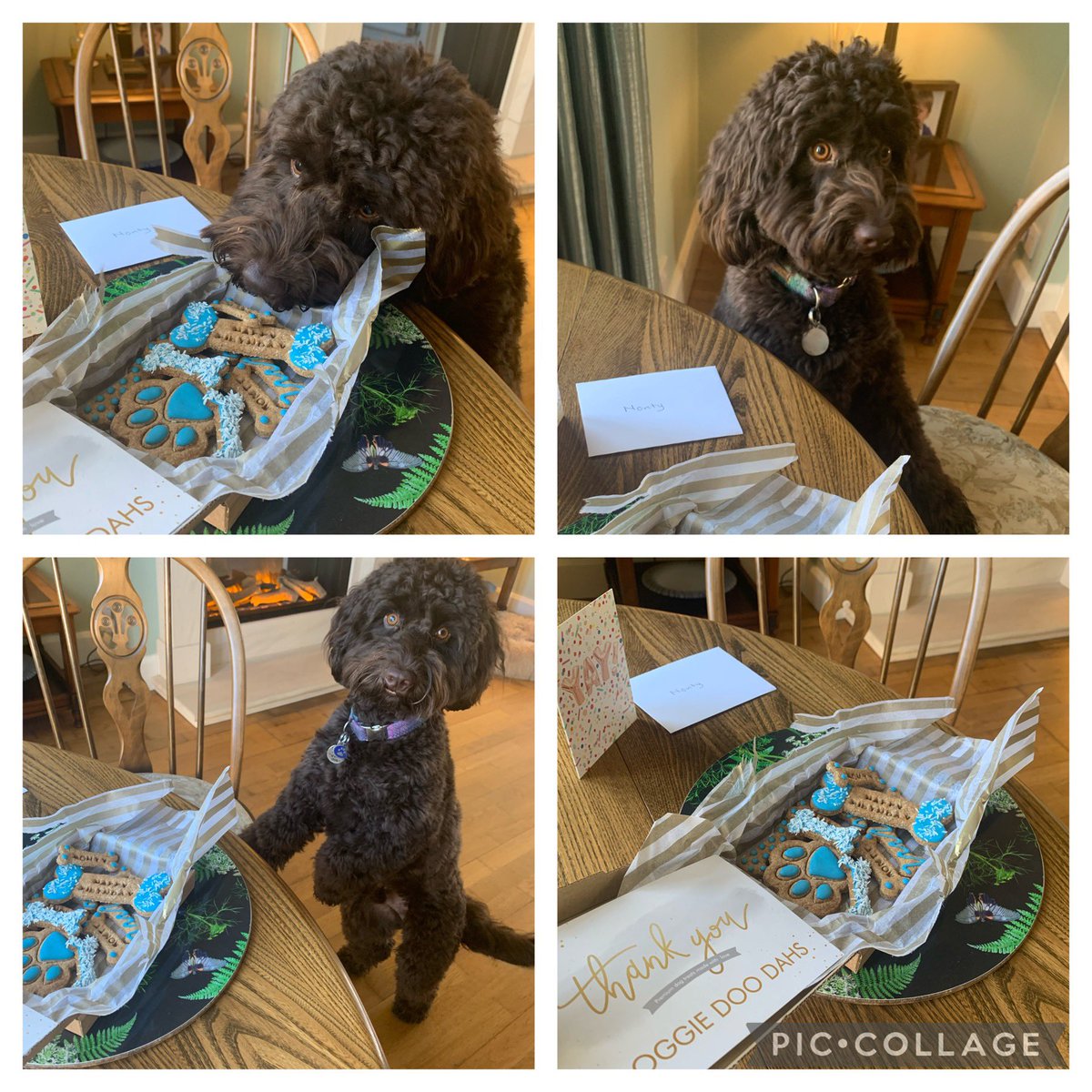 Monty Dog and Teddy too tweet media