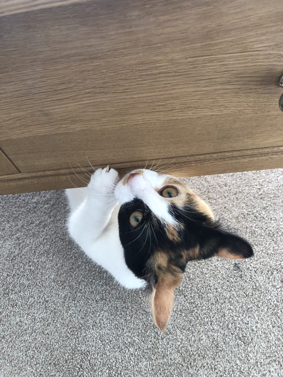 holly_pickle1's tweet photo. Just a little bit of #Caturday mischief 🐾🐾
#CatsOfTwitter #Kittens #RescueKitten #RescueCat #KittenMischief #Cute #AdoptDontShop https://t.co/580j9yzLfV