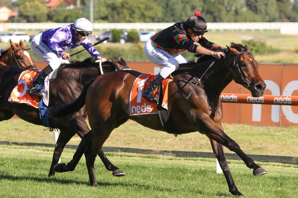 nzracingnews's tweet photo. Smart Kiwi stayer #Defibrillate went back-to-back in the Listed Mornington Cup Prelude (2000m) at Caulfield on Saturday. @RRacingStables @Bazmccullum
https://t.co/olohlQJ3ew https://t.co/W2KwoTvJap