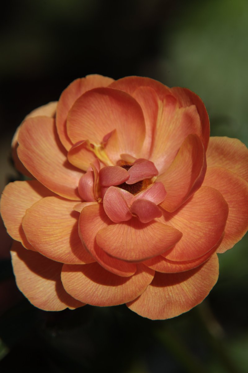 gontanokoneroku's tweet photo. Ranunculus 😁 https://t.co/e0GJBumyvG