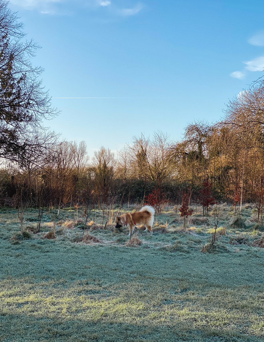 Frosty but sunny morning walkies 🐕 we spent well over two hours mingling with friends before we move later this week… hopefully Kimchee won’t miss his friends too much 🙈 #dogs #DogsofTwittter #twitterdogcommunity #SaturdayMorning