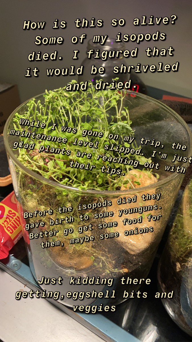Simple_Shapes03's tweet image. Went on a trip recently and left these jars unattended. I honestly thought the life inside would have ended.

They gave me inspiration, now I give them more precipitation. Spritz extra some water on this little jar nation.
#terrariums #randomrap #lifeinjars #BarsOnBars