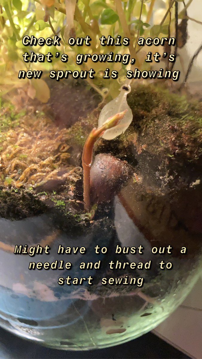 Simple_Shapes03's tweet image. Went on a trip recently and left these jars unattended. I honestly thought the life inside would have ended.

They gave me inspiration, now I give them more precipitation. Spritz extra some water on this little jar nation.
#terrariums #randomrap #lifeinjars #BarsOnBars