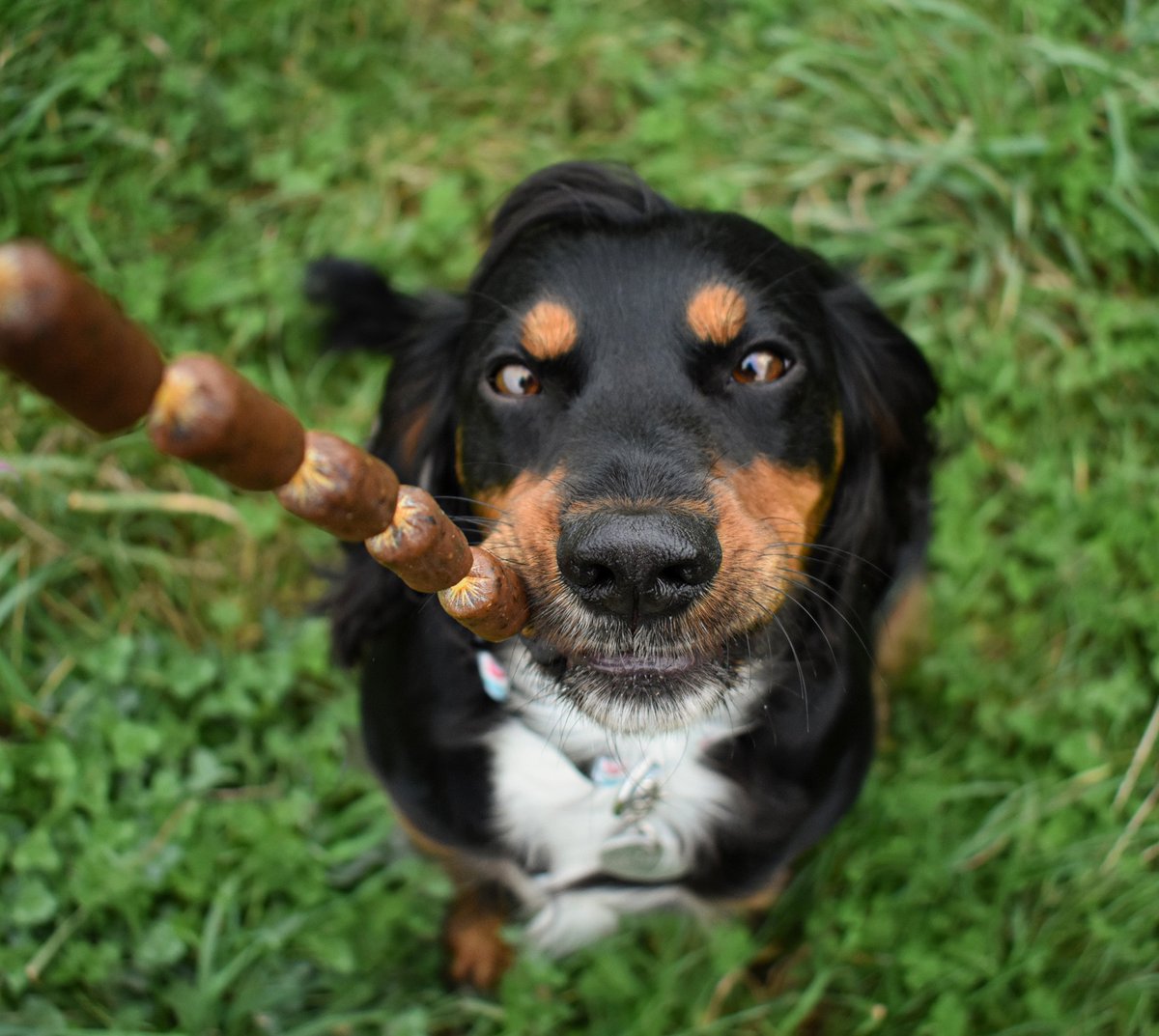 We like to call today 'Snacks Saturday' 
Today you get to have all your favourite snacks! 
(It's a rule, didn't you know!?) 

What are your favourites? 
Pop them below! 

#dogsoftwitter #twitterdogcommunity #spaniels #treats #dogs #spanielsoftwitter #sausages #happydog