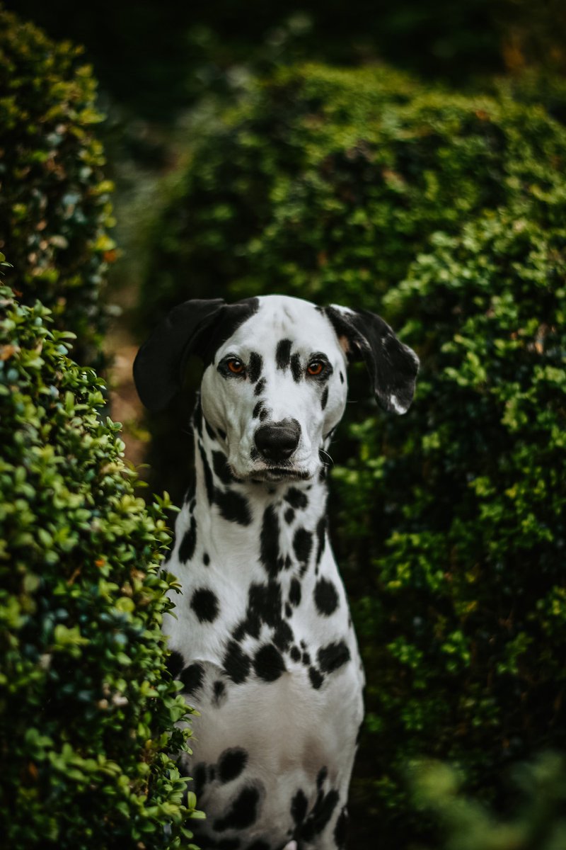 Let’s do this! Hello #twitterdogcommunity #dogsofinstagram #DogsofTwittter #doglovers
