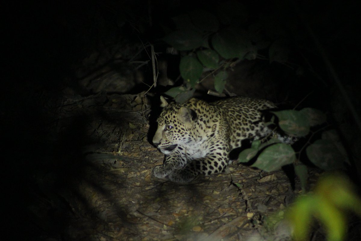 The decision to declare 812 acres of area in #AareyMilkcolony seems to be benifiting wildlife. Here is a rare photography of two leopard cubs resting on a tree branch at #AareyForest clicked by <a href="/gallopingeye/">Kunal Chaudhari</a> <a href="/CMOMaharashtra/">CMO Maharashtra</a> <a href="/AUThackeray/">Aaditya Thackeray</a> <a href="/MeDeshmukh/">Dhiraj V Deshmukh</a> <a href="/vidyathreya/">vidya athreya</a> <a href="/RandeepHooda/">Randeep Hooda</a>