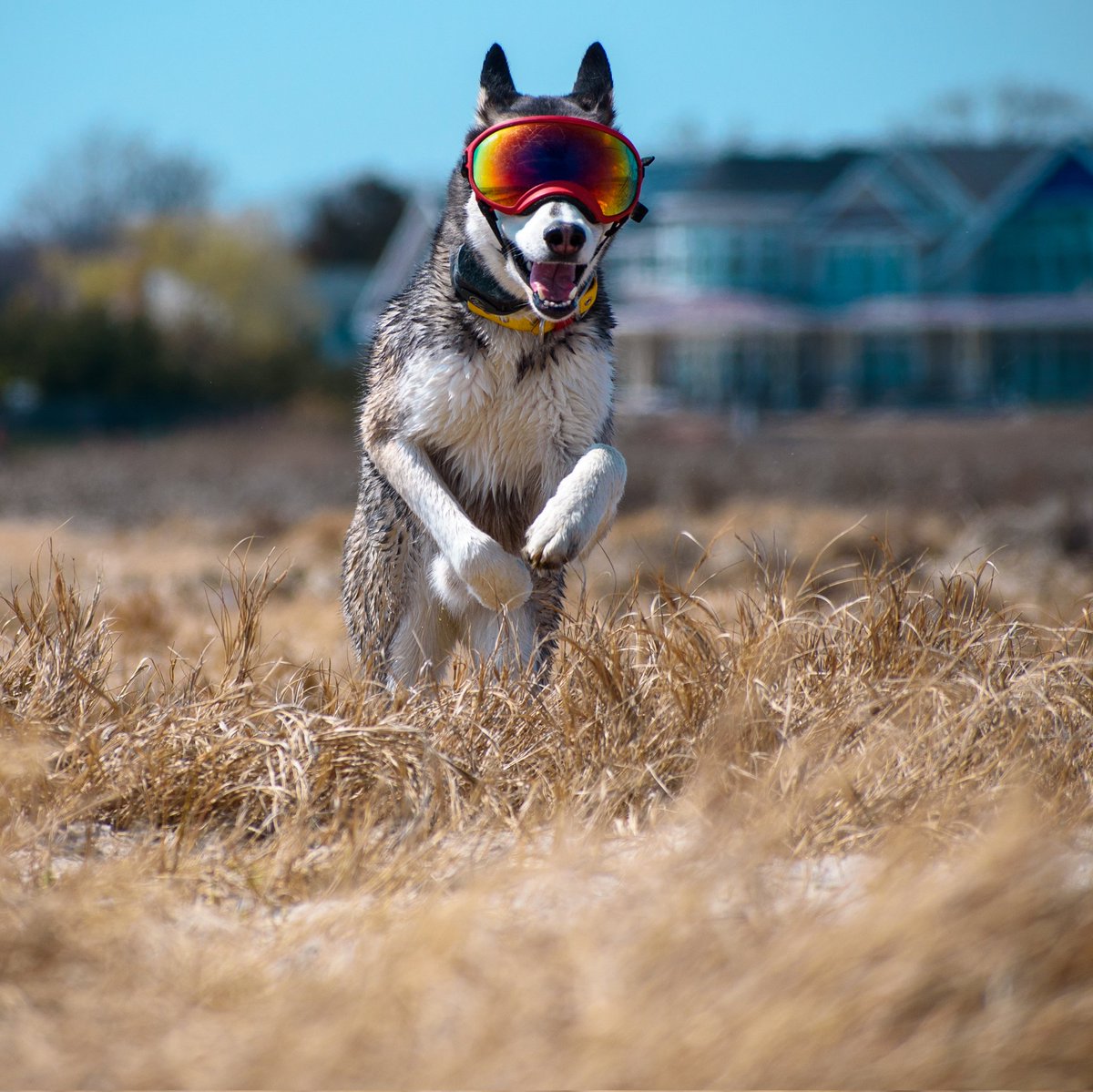 Tell me your favorite color and I'll try to find photos to match it!

Figured this would be a fun way to share our photography over the years. Tag me of you wanna play too id love to see other's photography by color :D
#twitterdogcommunity #dogsoftwitter #photographygame