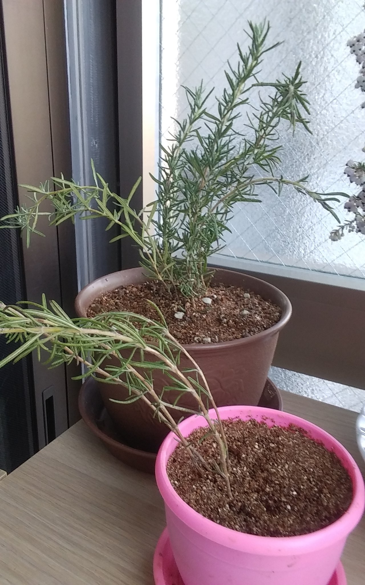 تويتر Kababon T S Write على تويتر 午前中 暖かかったのでローズマリーを鉢植えしてみた すでに水栽培でかなり長い 根が伸びていたから大丈夫かとは思うのだが どうなるかな T Co Tmayqmrhkh تويتر Kababon T S Write على تويتر 午前中 暖かかったのでローズマリーを鉢植えしてみた すでに水栽培でかなり長い 根が伸びていたから大丈夫かとは思うのだが どうなるかな T Co Tmayqmrhkh