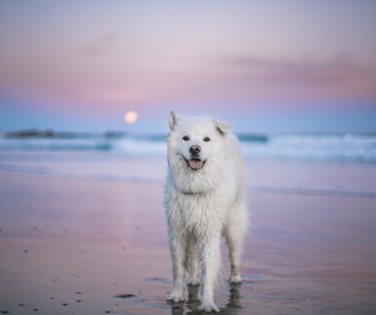 I have to work all weekend and I’ve had a rubbish day at work, but the best thing to come out today is the #twitterdogcommunity 

And that I’ll be going for a sunset walk with this floof in a bit. #DogsofTwittter