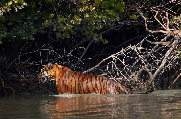 GhumIndiaGhum's tweet photo. The #Sunderban #VivadaCruise #tour is an exciting our #package customise by #GumIndiaGhum and this Sunderbans #cruisepackage is most popular among #travellers, Being on this tour will offer you a lifetime-travel experience. Tour starts with see more at: https://t.co/ZnZ06mo7bY https://t.co/COtELsNtIA