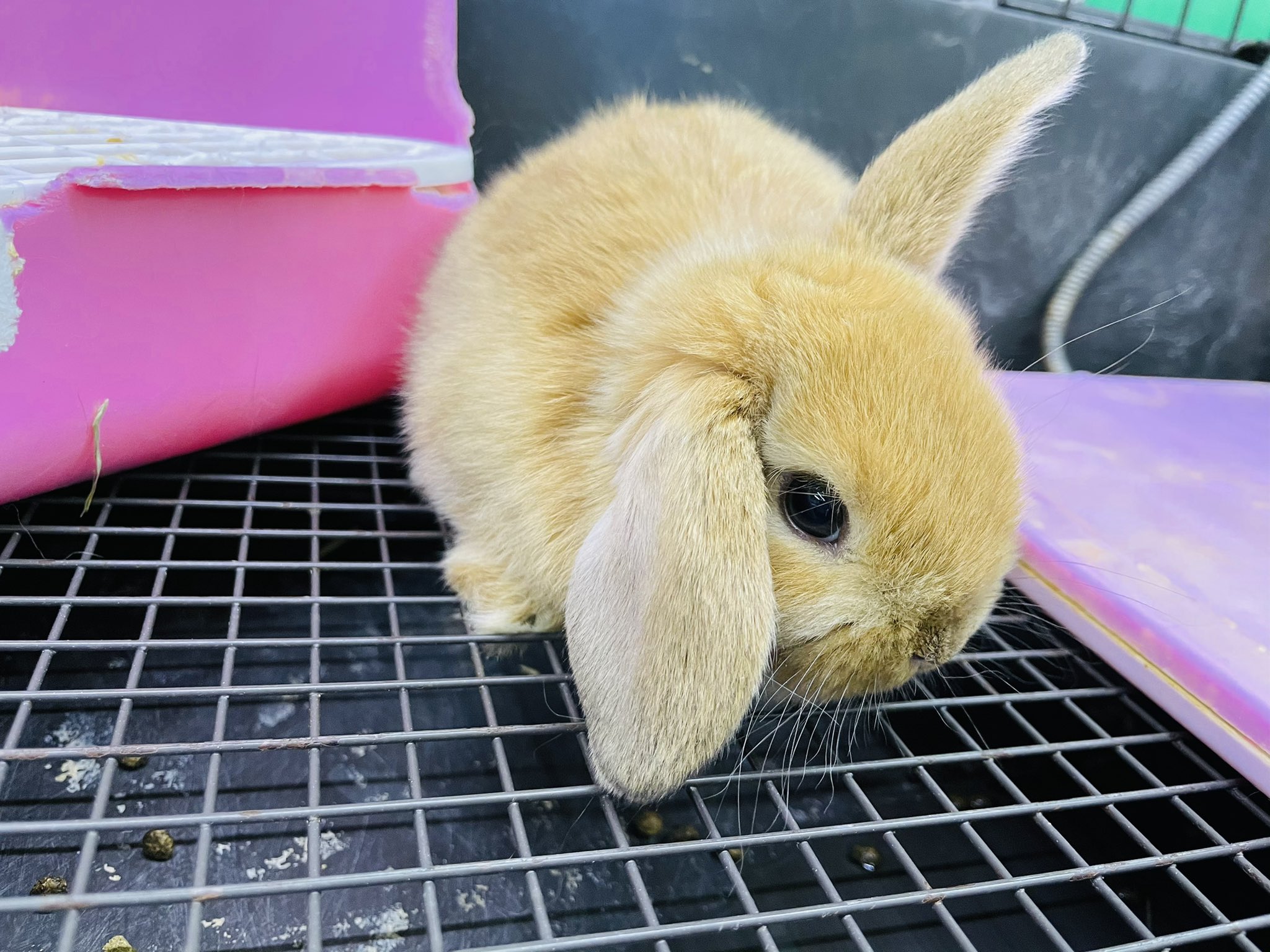 マナウス千葉みなと店 Manausm23 Twitter