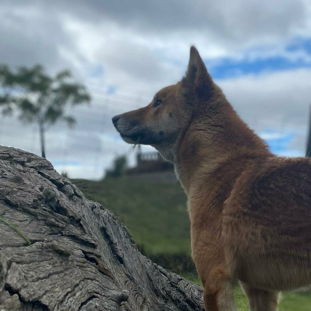 Wandi Dingo (@wandi_dingo) on Twitter photo Contemplating the continued persecution of dingoes despite being a native Australian species and a top order predator.
Follow our socials ⬇️⬇️
@pumbahthedingo <a href="/dingodiscovery/">Dingo Discovery Centre</a> @dingowhiskers @sooty_dingo
#dingo #dingoesofinstagram #canisdingo #savethe… instagr.am/p/Cabgcc7vs2J/ Contemplating the continued persecution of dingoes despite being a native Australian species and a top order predator.
Follow our socials ⬇️⬇️
@pumbahthedingo <a href="/dingodiscovery/">Dingo Discovery Centre</a> @dingowhiskers @sooty_dingo
#dingo #dingoesofinstagram #canisdingo #savethe… instagr.am/p/Cabgcc7vs2J/